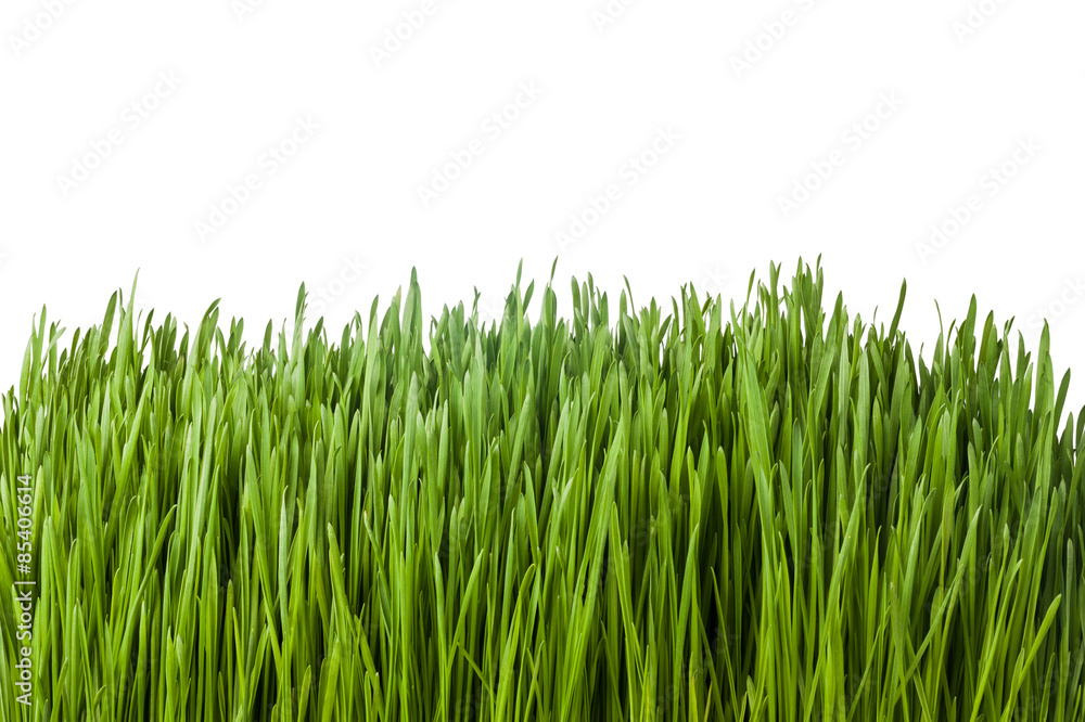 green grass