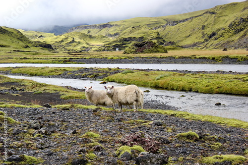 sheep on lava field, Eldgja, Iceland
