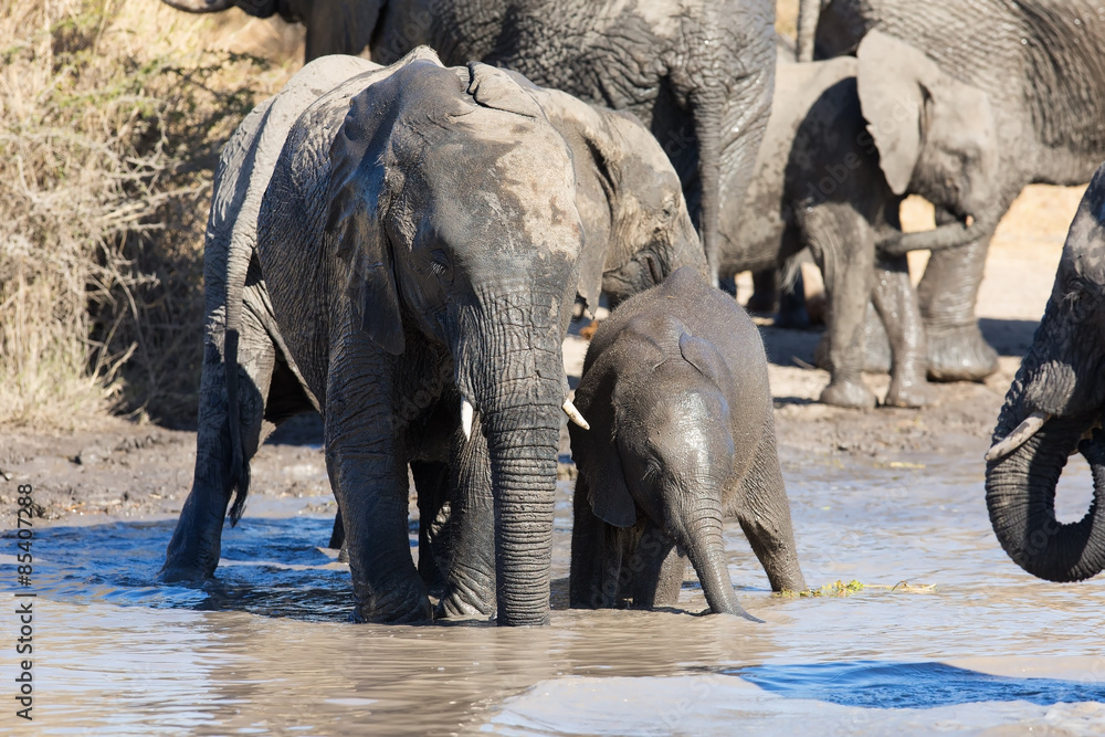 Fototapeta premium Elephant herd playing in muddy water with lot of fun