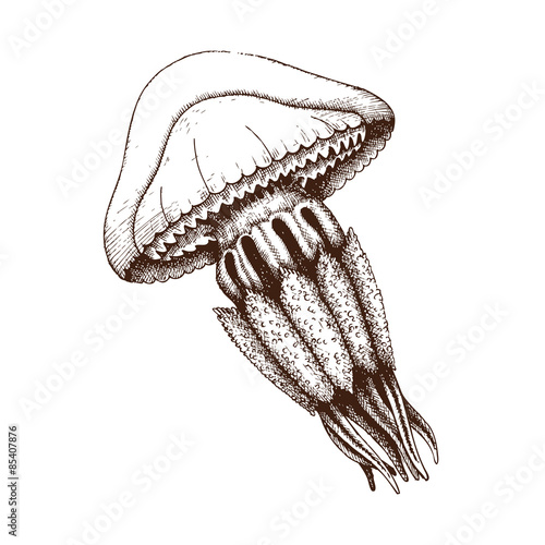 Vector sketch of hand drawn jellyfish. Vintage jellyfish illustration.