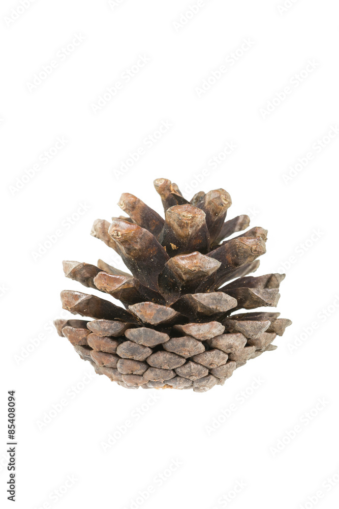 pine cone on white background pine cone on white background