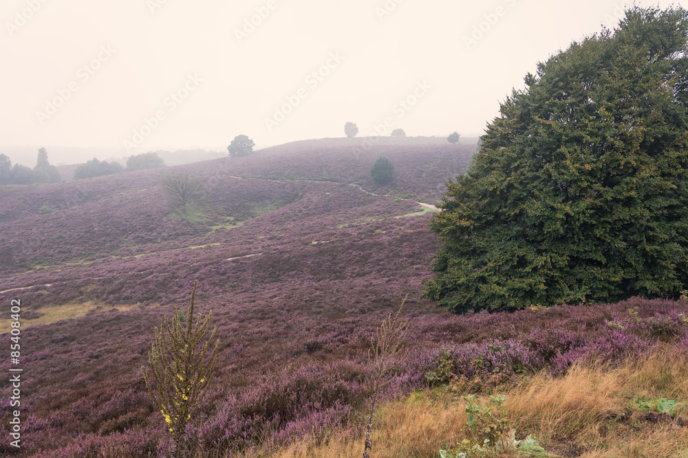 Obraz premium Moorland in the Veluwe.