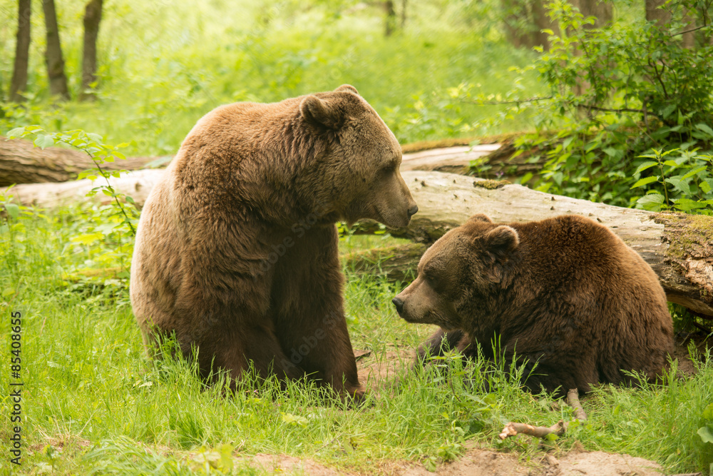 Fototapeta premium Der BÄRENWALD Müritz bietet Bären aus schlechter Haltung seit 2006 ein tiergerechtes Zuhause.