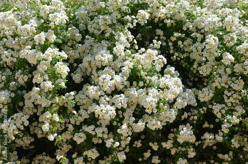 Rosier liane blanc géant Rosier liane blanc géant