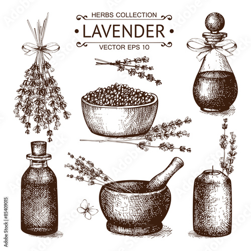Vector set of ink hand drawn lavender illustration 