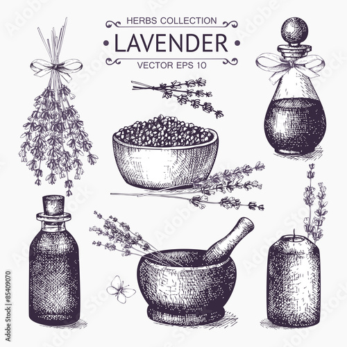 Vector set of ink hand drawn lavender illustration 