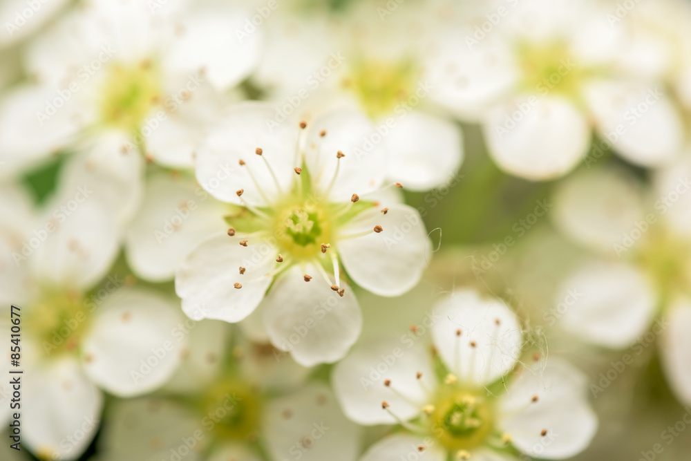 Small White Flowers Blossom In Spring Garden
