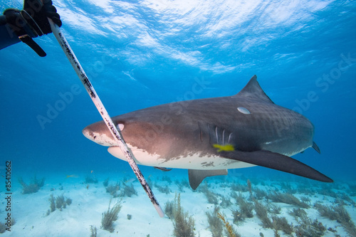 Protection from Tiger shark