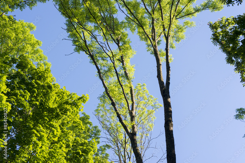 summer trees summer trees
