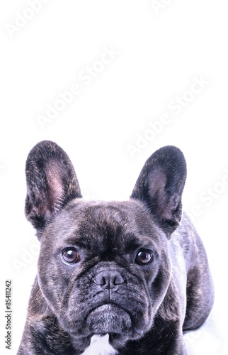 Male French Bulldog on White © mgstock
