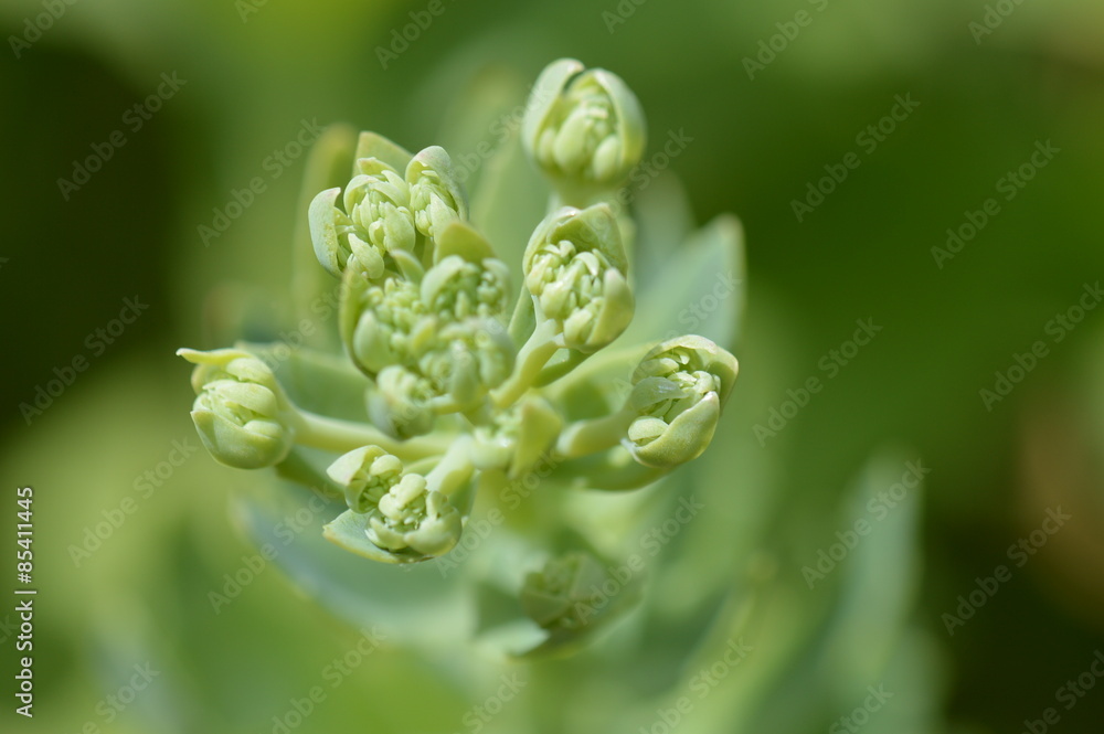 fleur fleur
