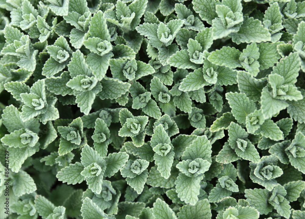 Catmint shots emerging in spring, creating dens velvety texture. Catmint shots emerging in spring, creating dens velvety texture.