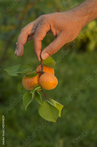 Kayısı