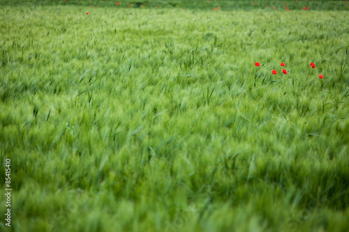 Klatschmohn auf einer Wiese