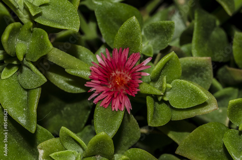 Pianta grassa con fiore porpora photo