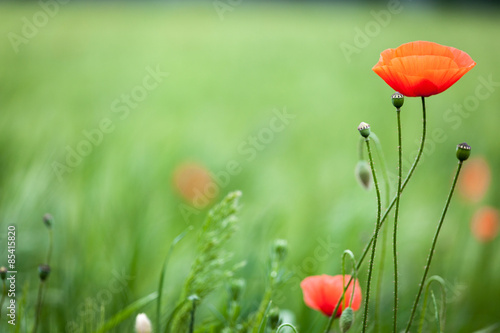 Fototapeta Naklejka Na Ścianę i Meble -  Klatschmohn vor weichem Hintergrund