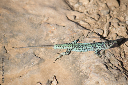 lagartija
