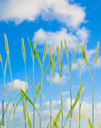 line of green wheat- grainin front of blue sky photo