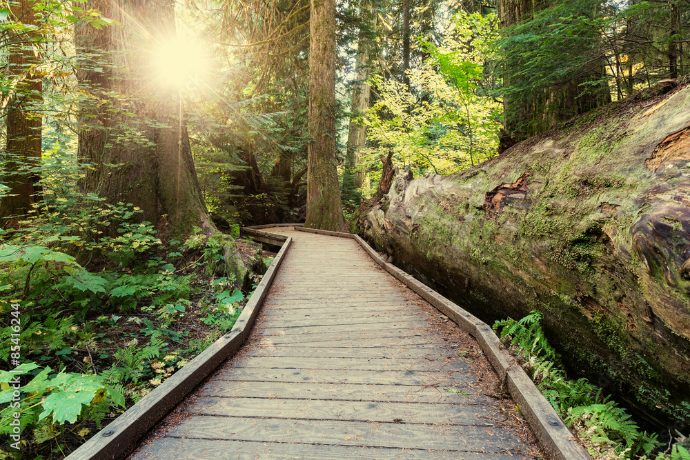 Fototapeta premium Boardwalk in forest
