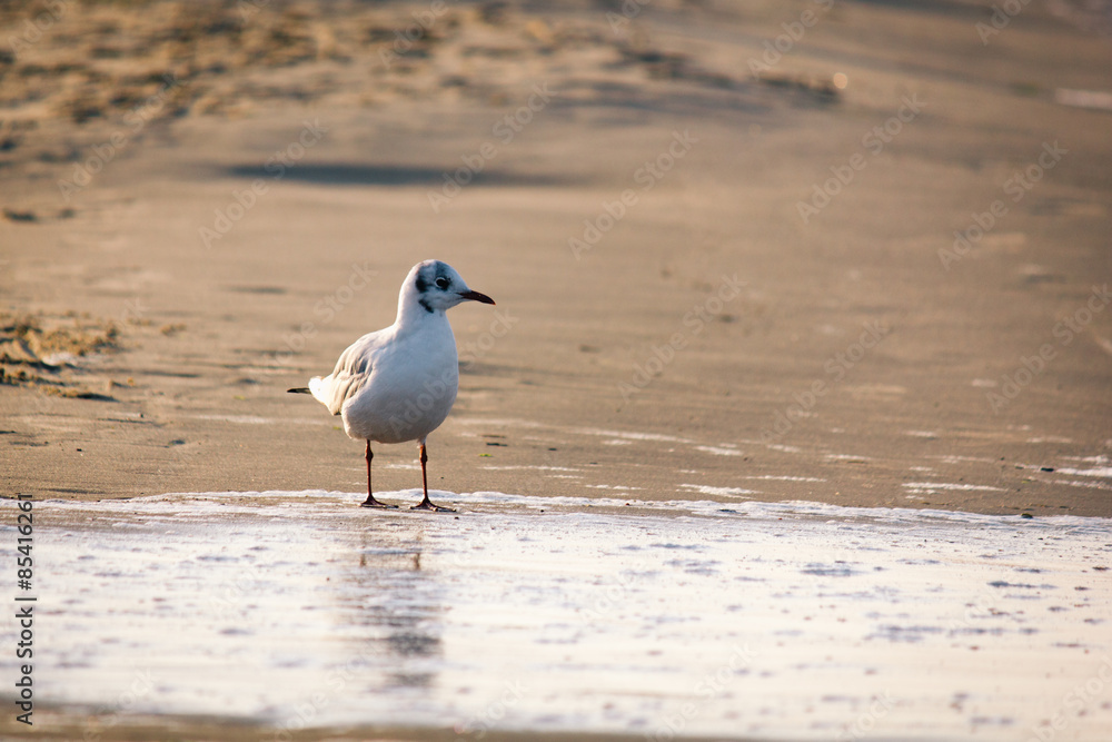 Lachmöwe in der Dämmerung am Strand Lachmöwe in der Dämmerung am Strand