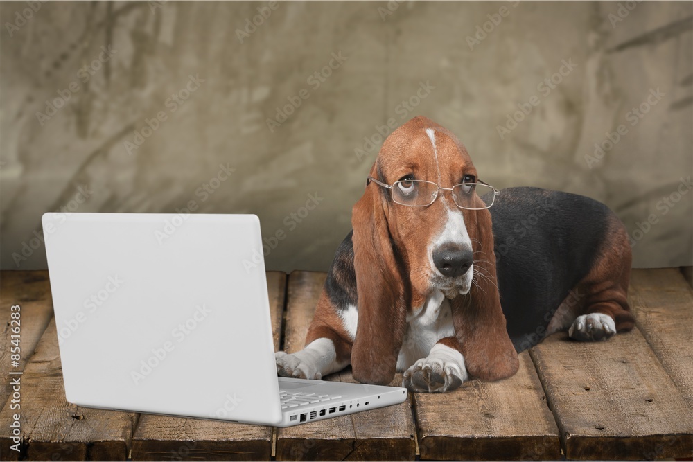 Dog, Computer, Pets.