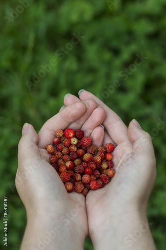 A hand full of wild yummy strawberries