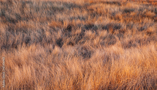 Golden Grass Texture  Backgrounds