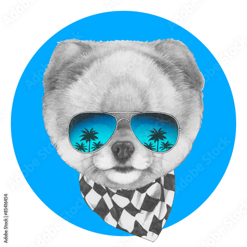 Hand drawn portrait of Pomeranian dog with mirror glasses and scarf. Vector isolated elements.