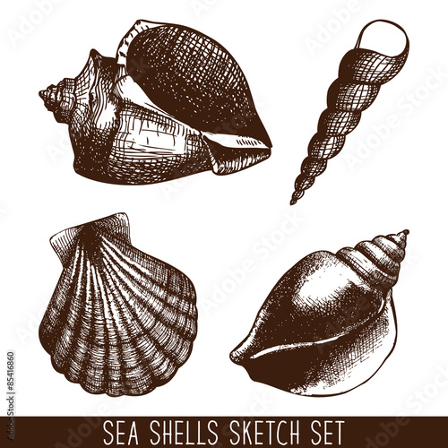  hand drawn sea shell sketch