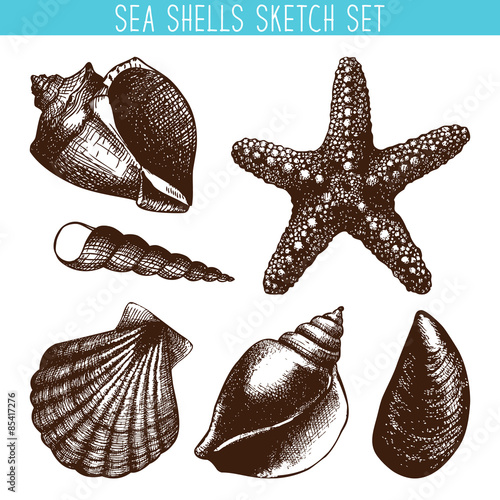 hand drawn sea shell sketch collection