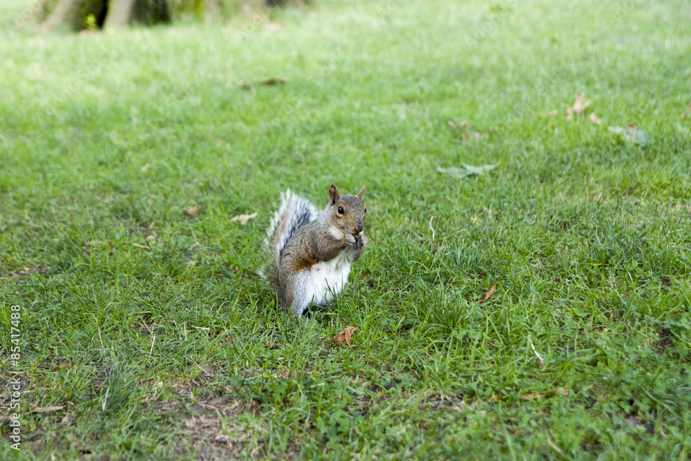 Fototapeta premium Scoiattolo nel parco