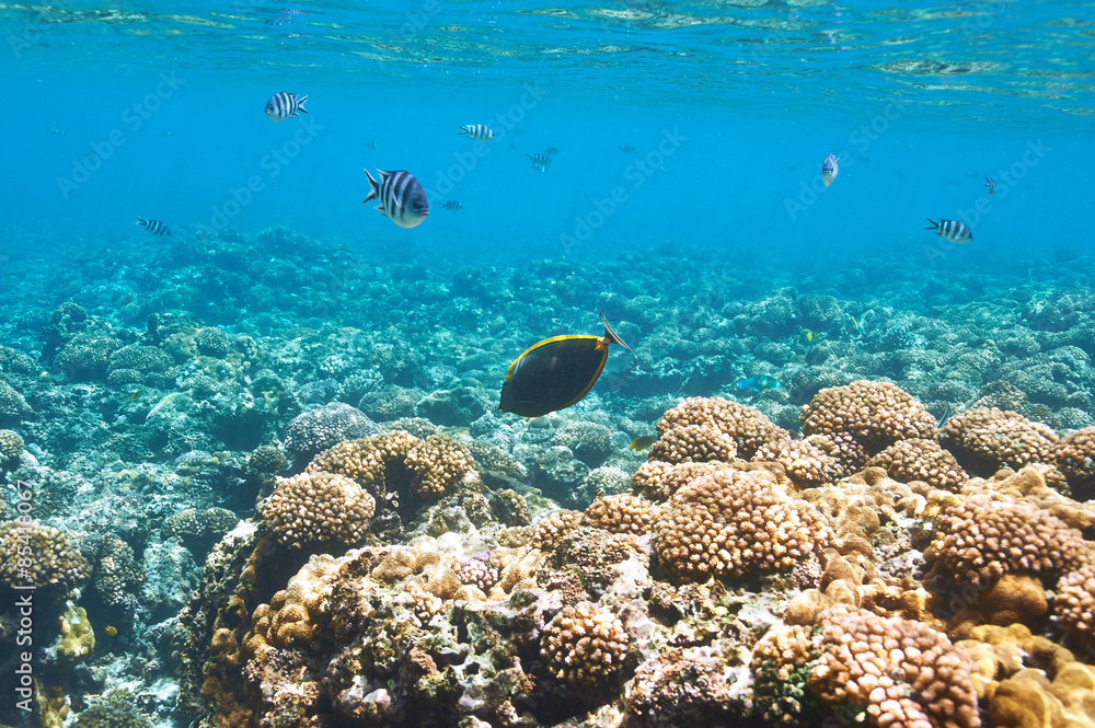 Fototapeta premium Coral reef and fish