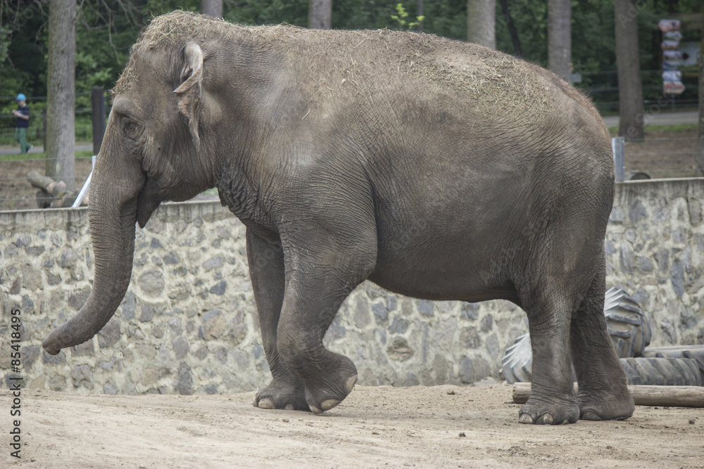 Fototapeta premium Elephant