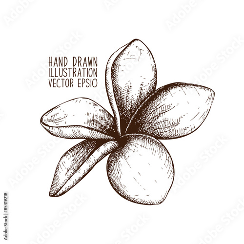 Ink hand drawn Frangipani (Plumeria) sketch. 