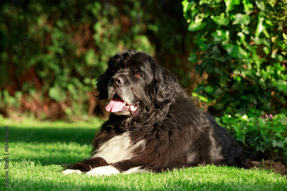 Fototapeta premium Neufundländer