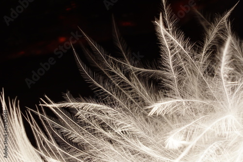 Black and white photo of rooster feather with details and reflexions