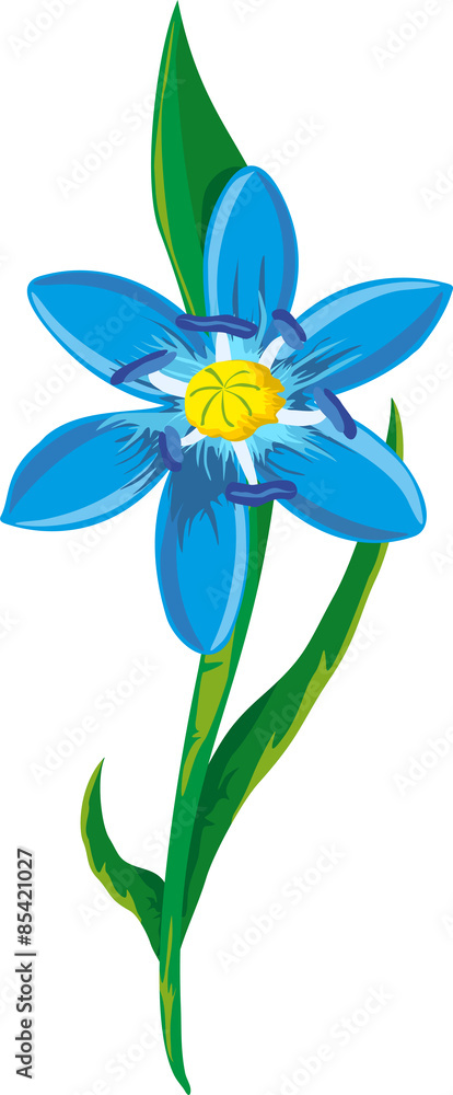 Naklejka premium scilla