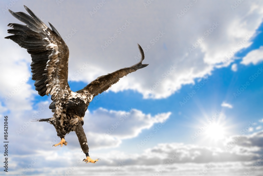 Obraz premium Hawk, Bird, Eagle.