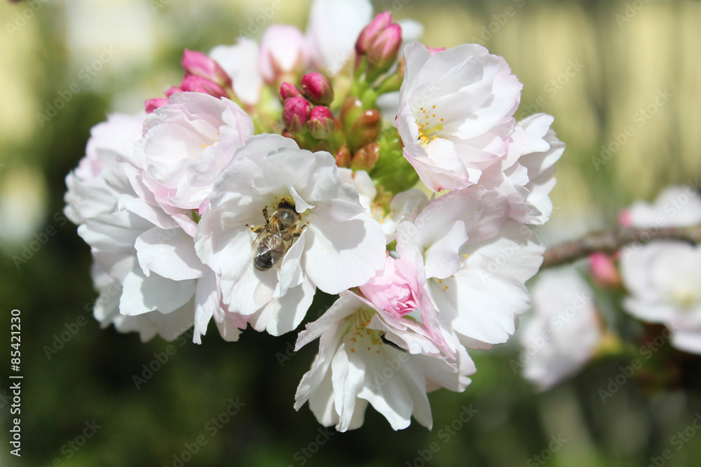 Zierkirsche in voller Blüte mit einer Biene Zierkirsche in voller Blüte mit einer Biene