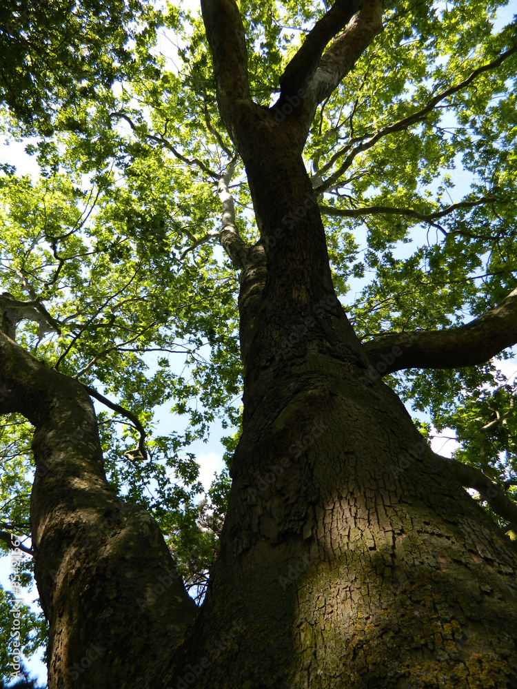 Obraz premium arbre