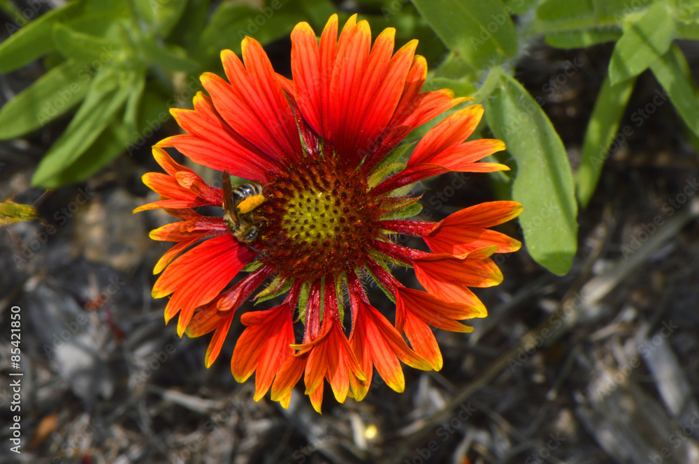 Blanket flower Latin name gillardia pulchella with a bee Blanket flower Latin name gillardia pulchella with a bee