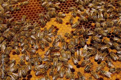 Working bees in honeycombs. Beekeeping