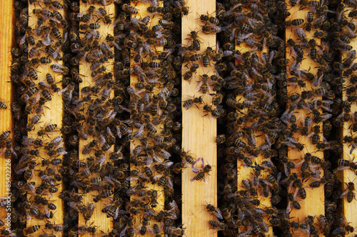 Working bees in honeycombs. Beekeeping