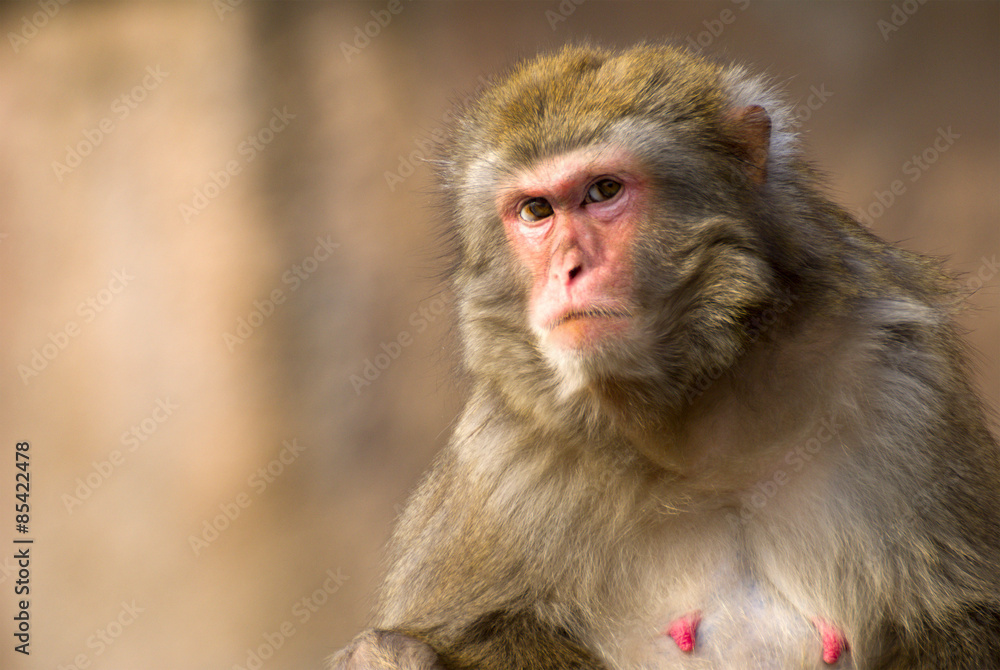 macaque monkey portrait macaque monkey portrait