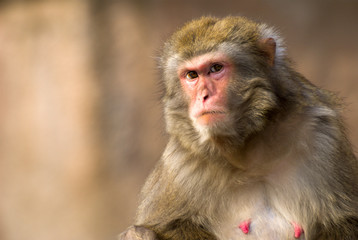 Fotobehang Aap Portret van makaak in natuur  © Alexey Repka