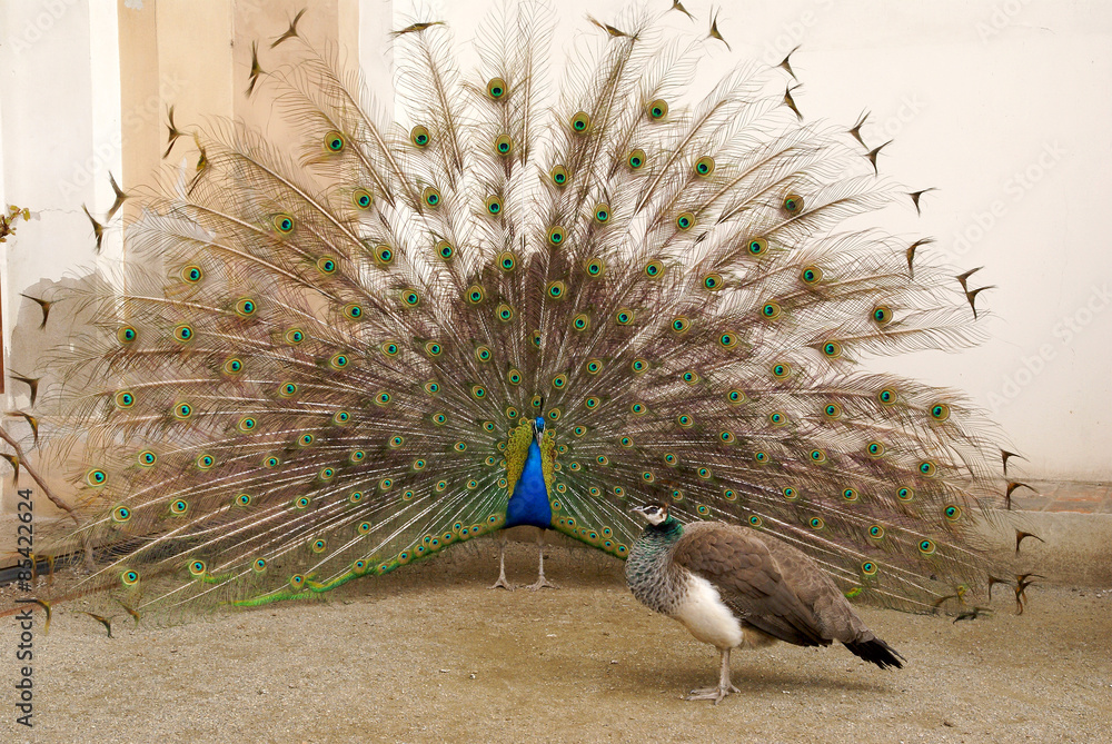 Fototapeta premium Male peacock tail spread tail-feathers
