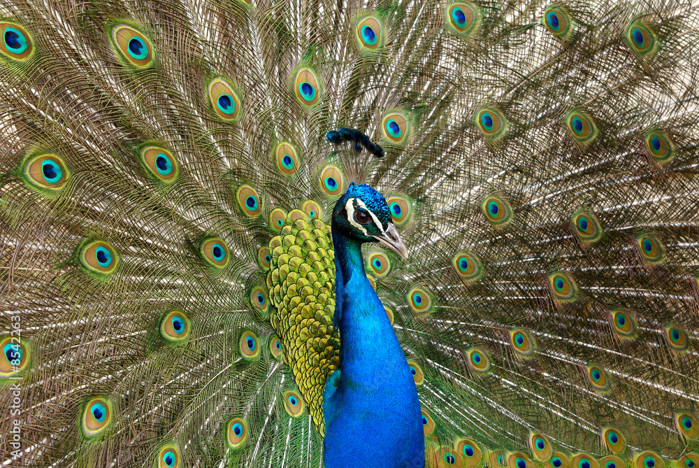 Naklejka premium Portrait of beautiful peacock with feathers out