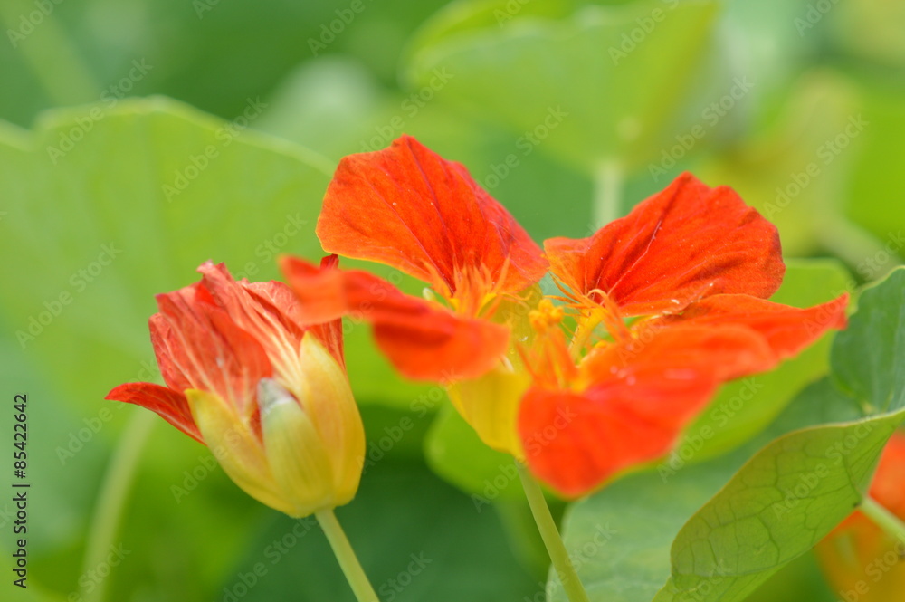 Fototapeta premium capucine