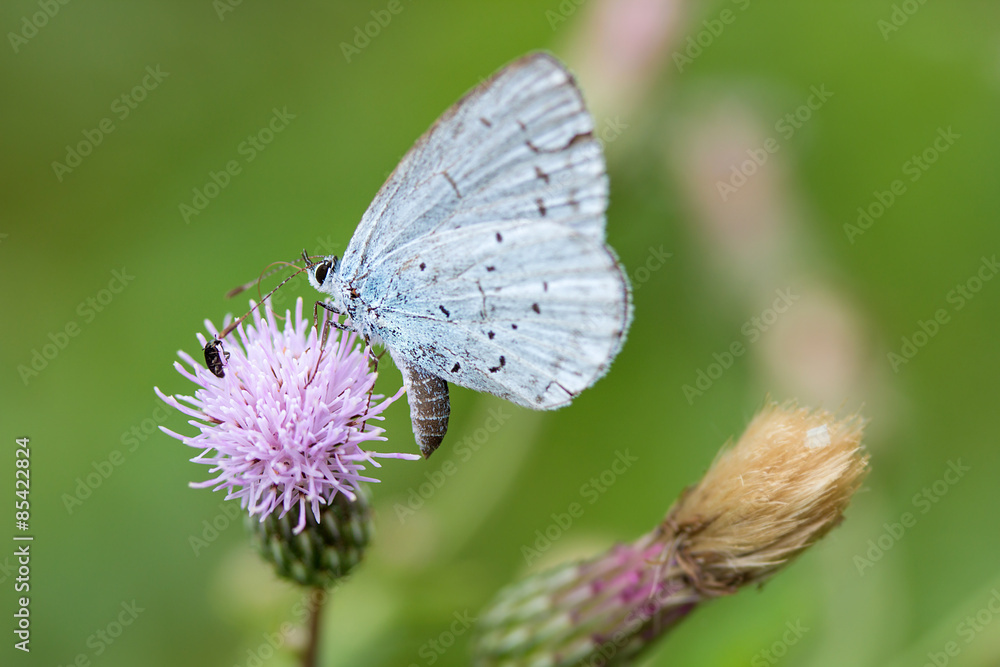 Faulbaum-Bläuling auf Acker-Kratzdistel / Holly blue on Ambrosia Faulbaum-Bläuling auf Acker-Kratzdistel / Holly blue on Ambrosia