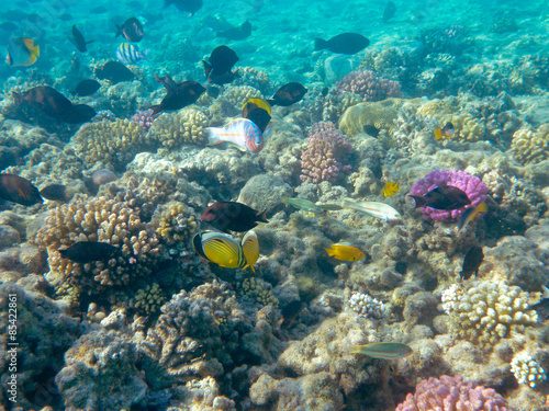 Fototapeta Naklejka Na Ścianę i Meble -  Tropical Fish and Coral Reef in Sunlight